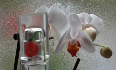 Flower by Kenzo, Parfum